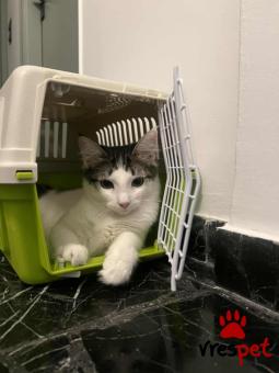 Ράτσα: Άγνωστο - Ημίαιμο | Ηλικία: 6 μηνών | Φύλο: Θηλυκό | Αρ. Microchip: - | Περιοχή: Νέα Σμύρνη, Αττική